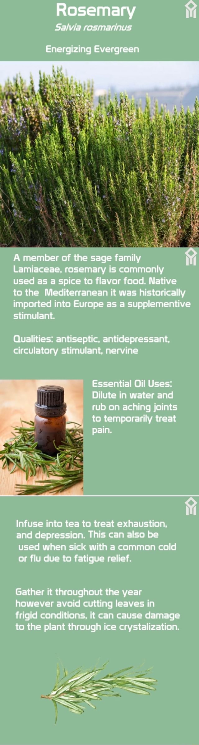 Rosemary Salvia rosmarinus Energizing Evergreen he A member of the sage