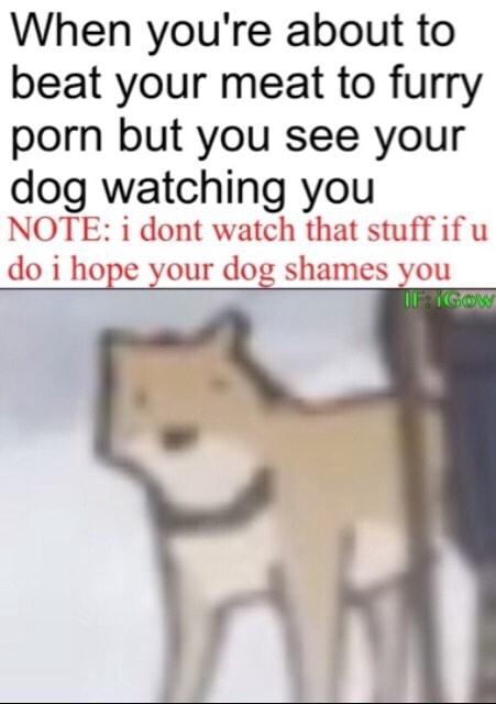 Ifus Furry Porn - When you're about to beat your meat to furry porn but you see your dog  watching you NOTE: i dom watch that stuff ifu do i ho e our doÂº shumes vou  - iFunny :)