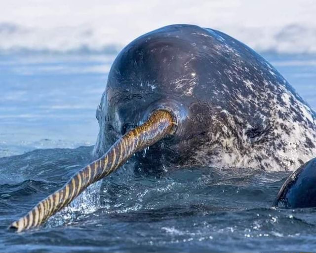 one-of-the-most-unique-special-and-elusive-species-on-earth-the-narwhal-the-narwhal-looks-like