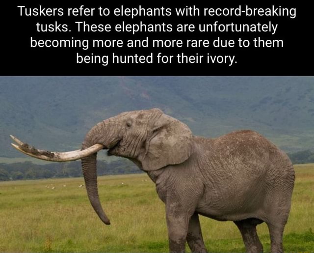 Tuskers refer to elephants with record-breaking tusks. These elephants ...