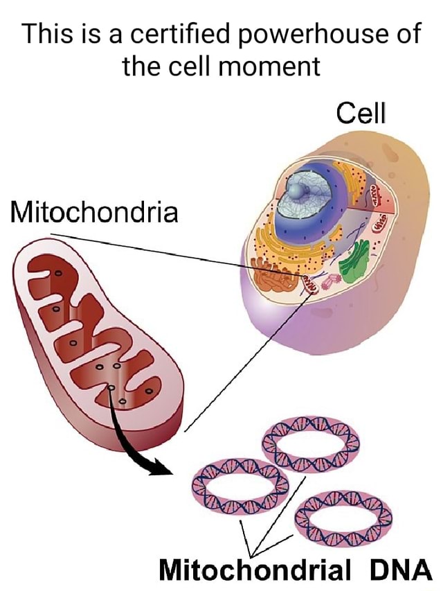 This is a certified powerhouse of the cell moment Cell Mitochondria ...