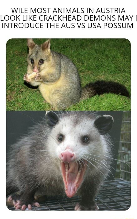 WILE MOST ANIMALS IN AUSTRIA LOOK LIKE CRACKHEAD DEMONS MAY I INTRODUCE ...