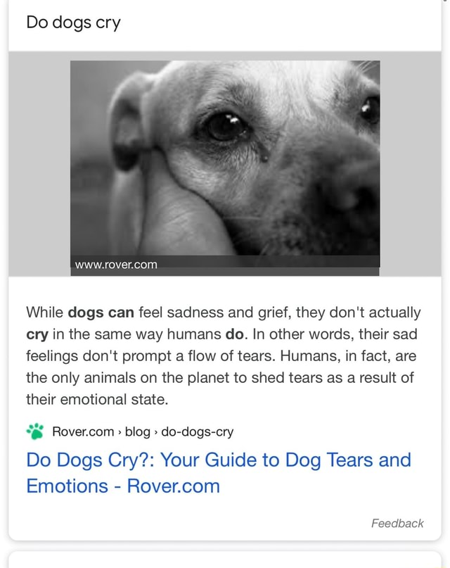 Do dogs cry While dogs can feel sadness and grief, they don't actually