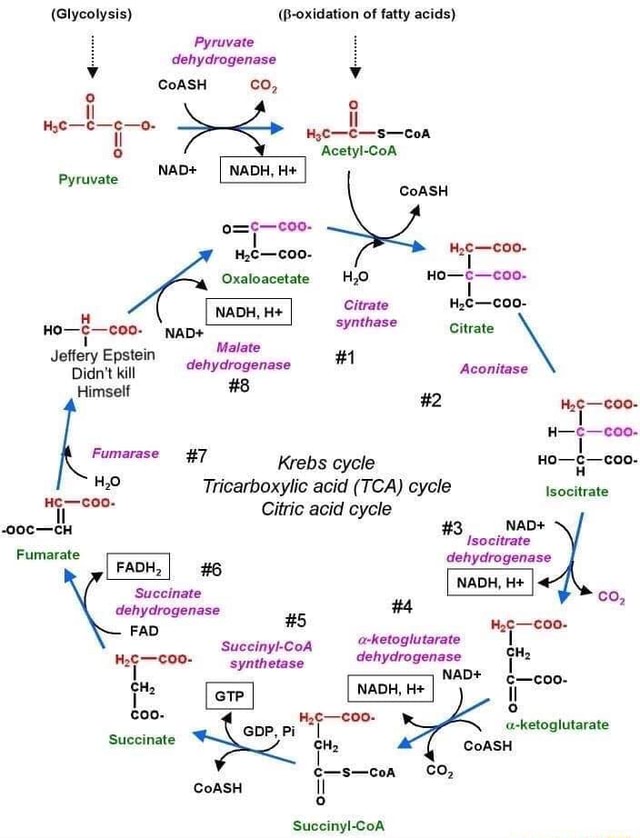 (Glycolysis) (B-oxidation of fatty acids) Pyruvate Y dehydrogenase ...