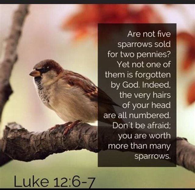 Are not five sparrows sold for two pennies? Yet not one of them is ...