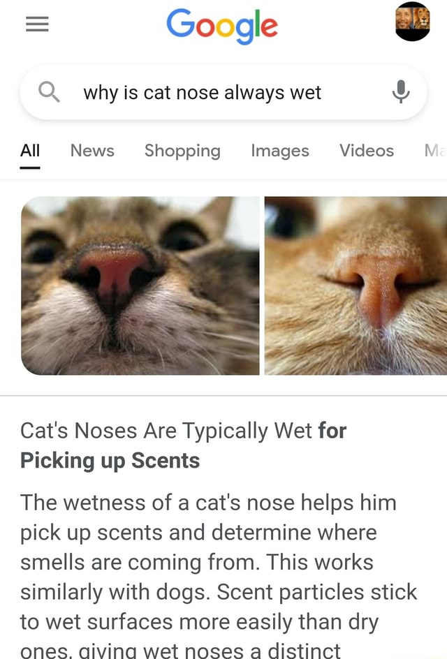 = Go gle Q. why is cat nose always wet All News Shopping Images Videos