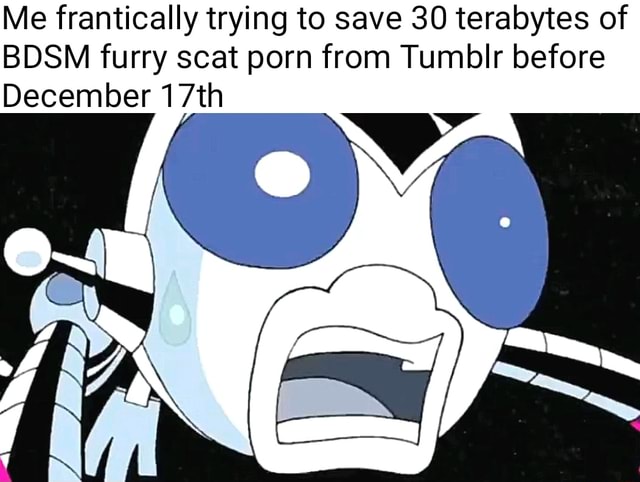 Furries Scat Porn - Me frantically trying to save 30 terabytes of BDSM furry scat porn from  Tumblr before December 17th - iFunny