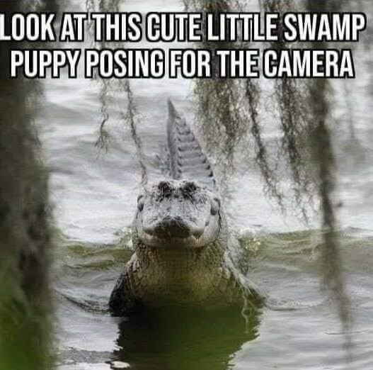 LOOK AT THIS CUTE LITTLE SWAMP PUPPY POSINGIFOR THE CAMERA - America’s ...