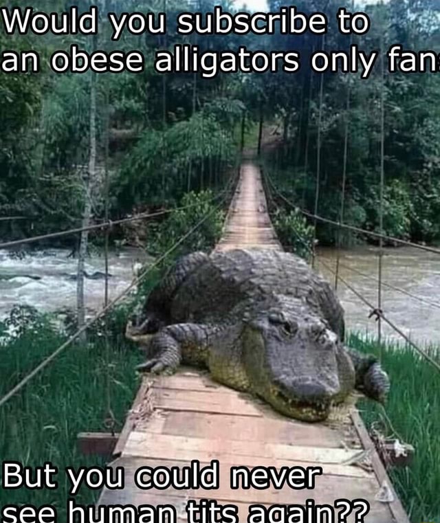 Would you subscribe to. an obese alligators only fan But you could ...