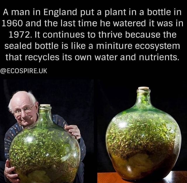 A man in England put a plant in a bottle in 1960 and the last time he