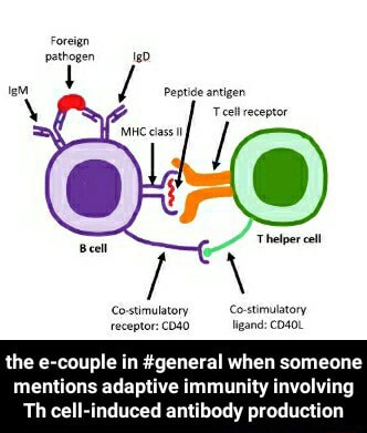 Peptide antigen MHC receptor Costimulatory the e-couple in #general ...