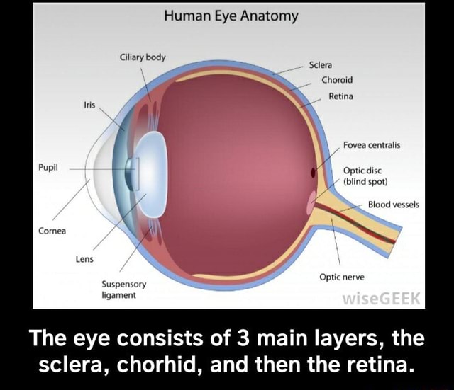 Human Eye Anatomy Ciliary Body Sclera Choroid Retina Fovea Centralis Optic Disc Blind Spot