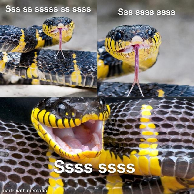 SSS SS SSSSS SS SSSS Sss ssss ssss No Ssss ssss - iFunny