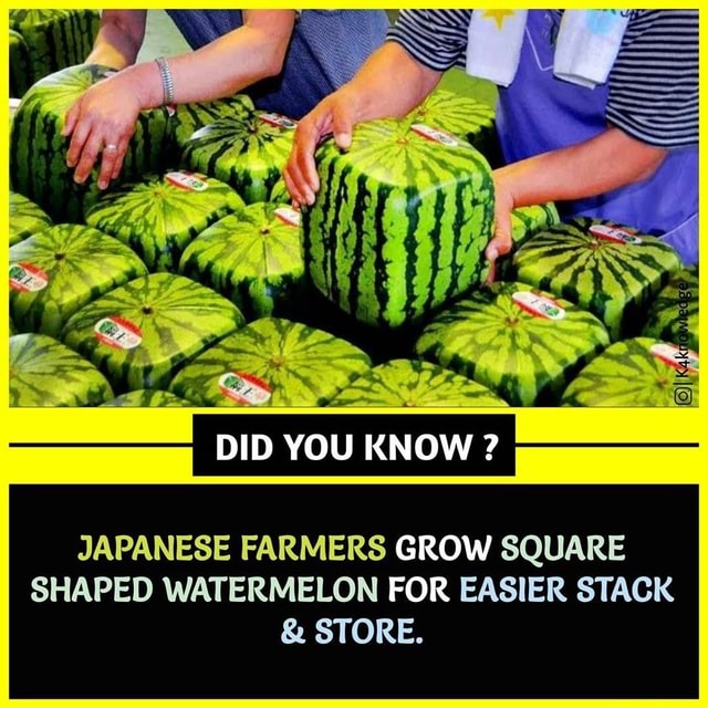 DID YOU KNOW ? JAPANESE FARMERS GROW SQUARE SHAPED WATERMELON FOR ...