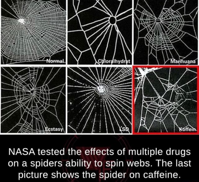 nasa-tested-the-effects-of-multiple-drugs-on-a-spiders-ability-to-spin-webs-the-last-picture