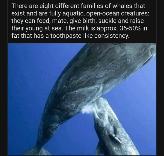 There are eight different families of whales that exist and are fully ...