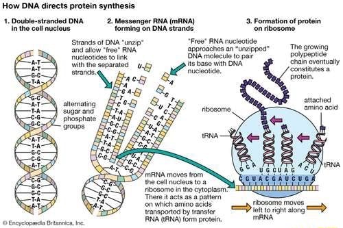 ms-mora-s-biology-blog-from-dna-to-proteins-transcription-de-adn-a