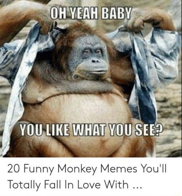 Funny Monkey Memes You Ll Totally Fall In Love With Ifunny