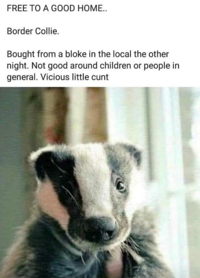 border collies free to good home