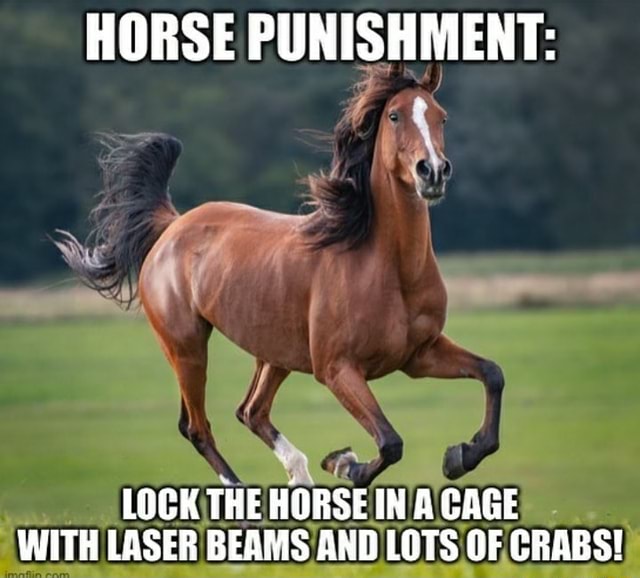 HORSE PUNISHMENT: LOCK THE HORSE IN A CAGE WITH LASER BEAMS AND LOTS OF ...