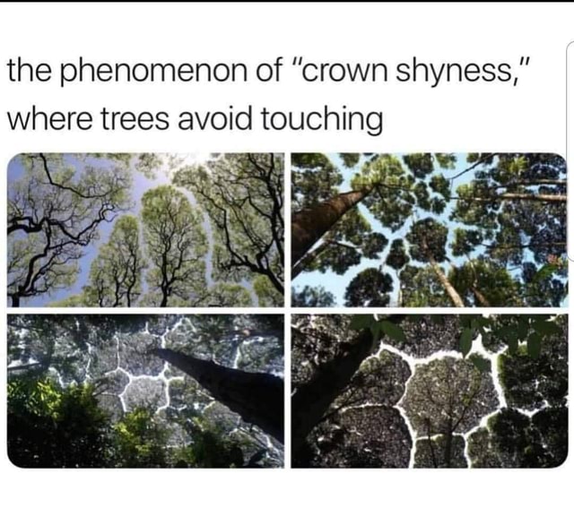 The Phenomenon Of Crown Shyness Where Trees Avoid Touching Americas Best Pics And Videos 6954