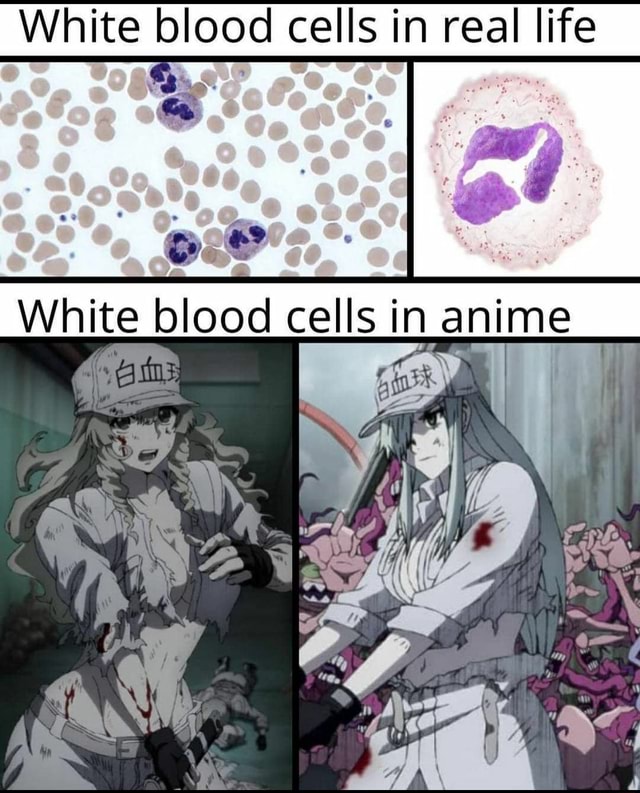 White blood cells in real life White blood cells in anime Ov 