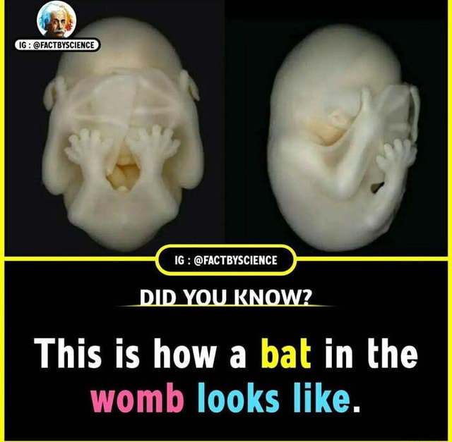 did-you-know-this-is-how-a-bat-in-the-womb-looks-like-ifunny