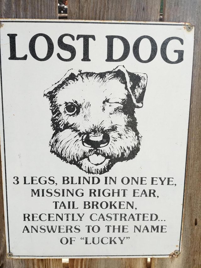 LOST DOG 3 LEGS, BLIND IN ONE EYE, MISSING RIGHT EAR, TAIL BROKEN