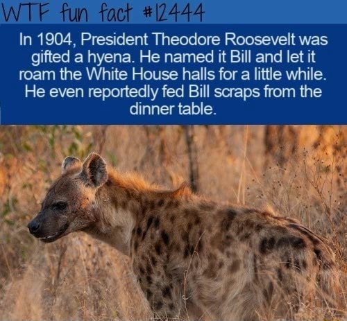Tun In 1904, President Theodore Roosevelt was gifted a hyena. He named