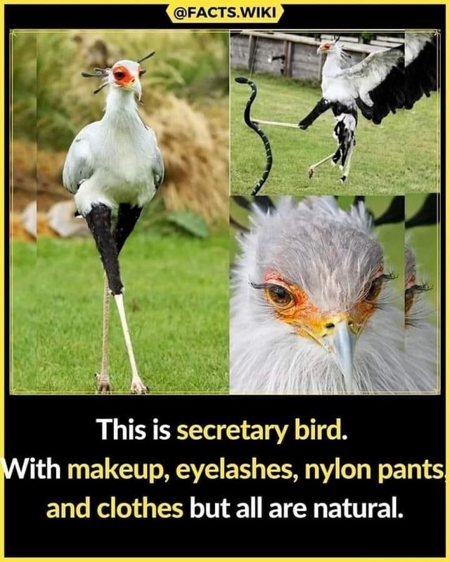 @FACTS WIKI SS This is secretary bird. With makeup, eyelashes, nylon ...