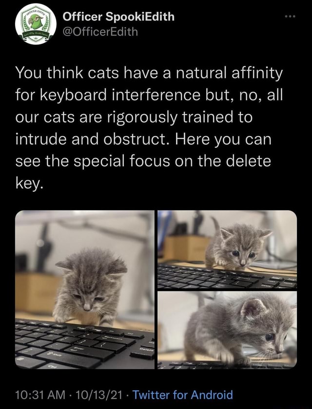 Funny Random Meme and Twitter Dump You think cats have a natural