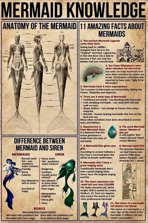 MERMAID KNOWLEDGE ANATOMY OF THE MERMAID DIFFERENCE BETWEEN MERMAID AND ...