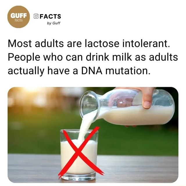 FACTS by Guff Most adults are lactose intolerant. People who can drink