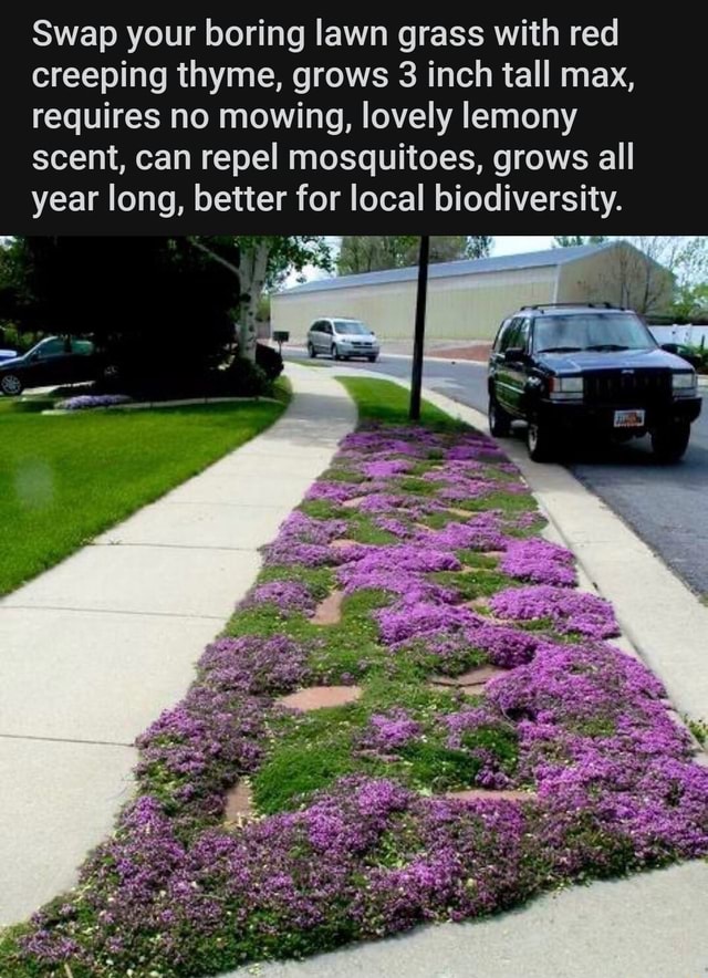 Swap your boring lawn grass with red creeping thyme, grows 3 inch tall