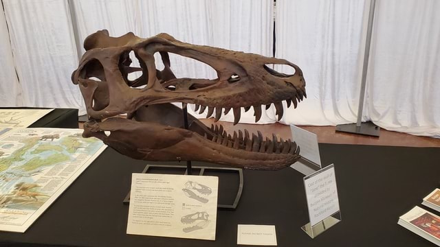 Cast of the skull of Jane the Nanotyrannus - )