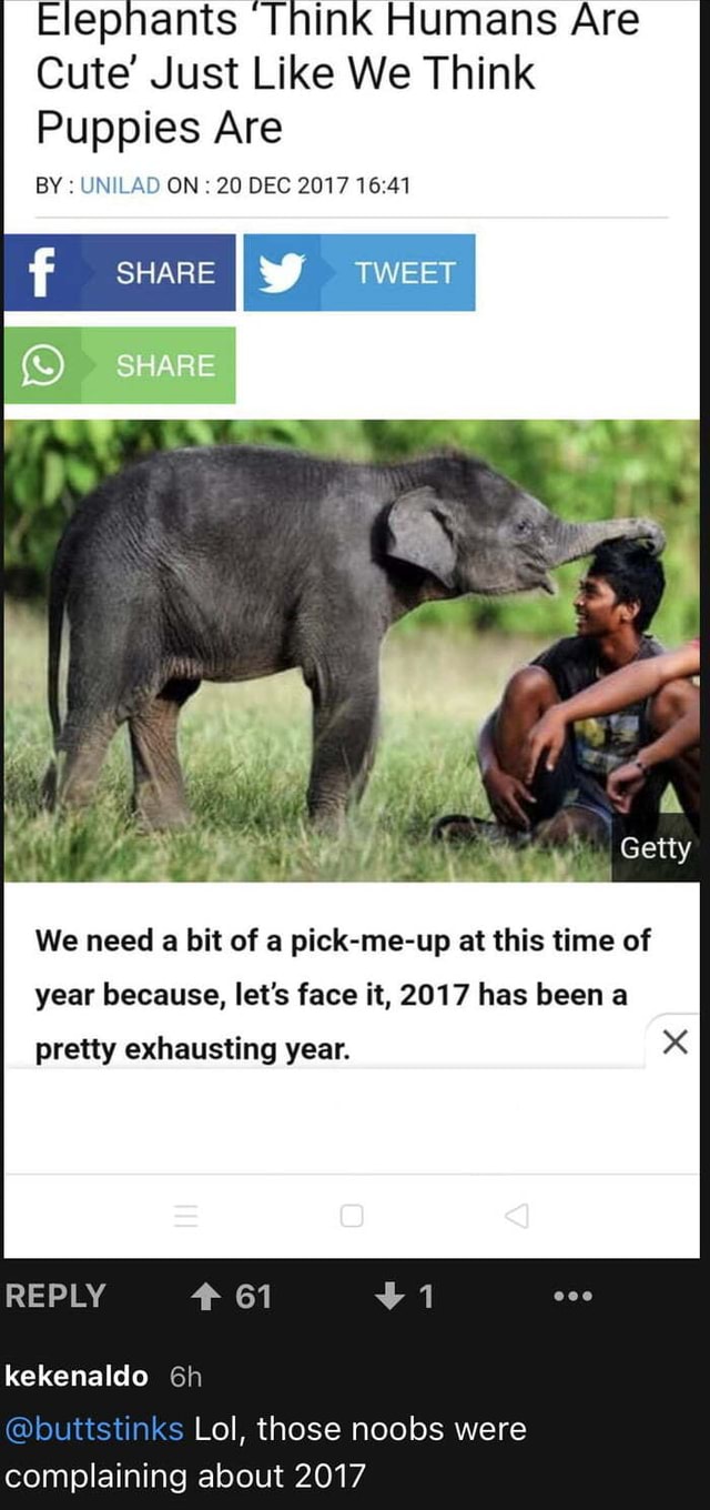 Elephants Think Humans Are Cute' Just Like We Think Puppies Are BY