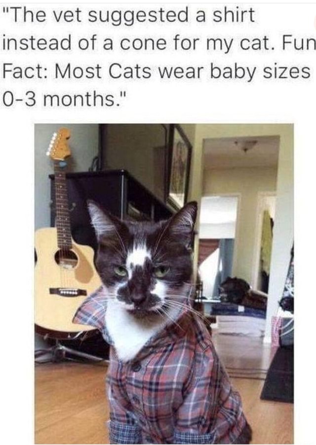 "The vet suggested a shirt instead of a cone for my cat. Fun Fact Most