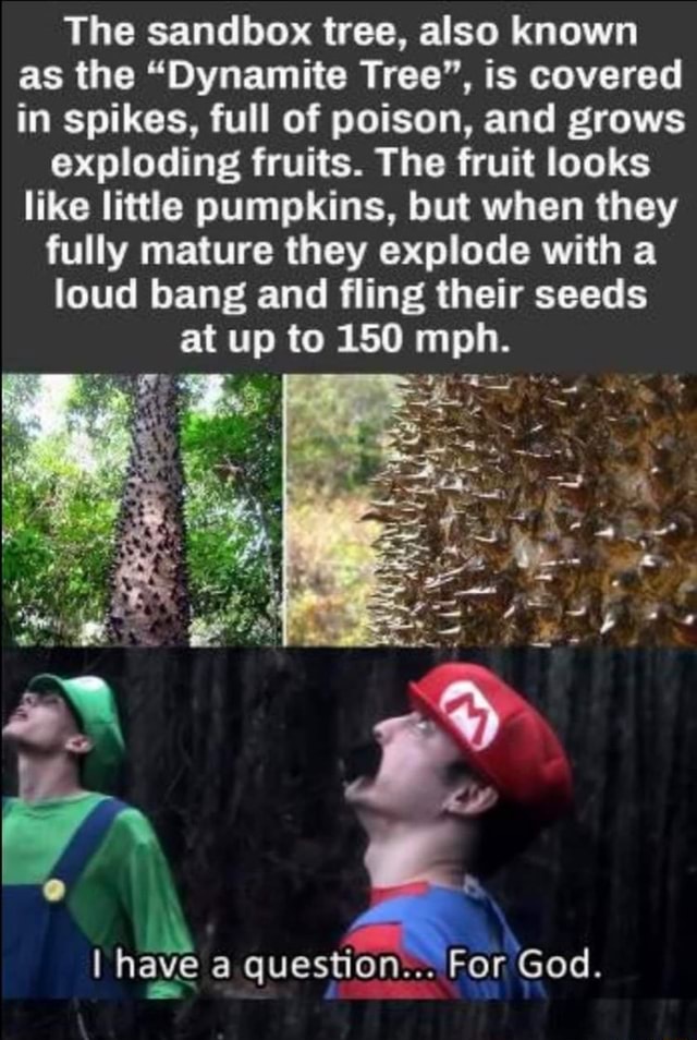 The sandbox tree, also known as the "Dynamite Tree", is covered in