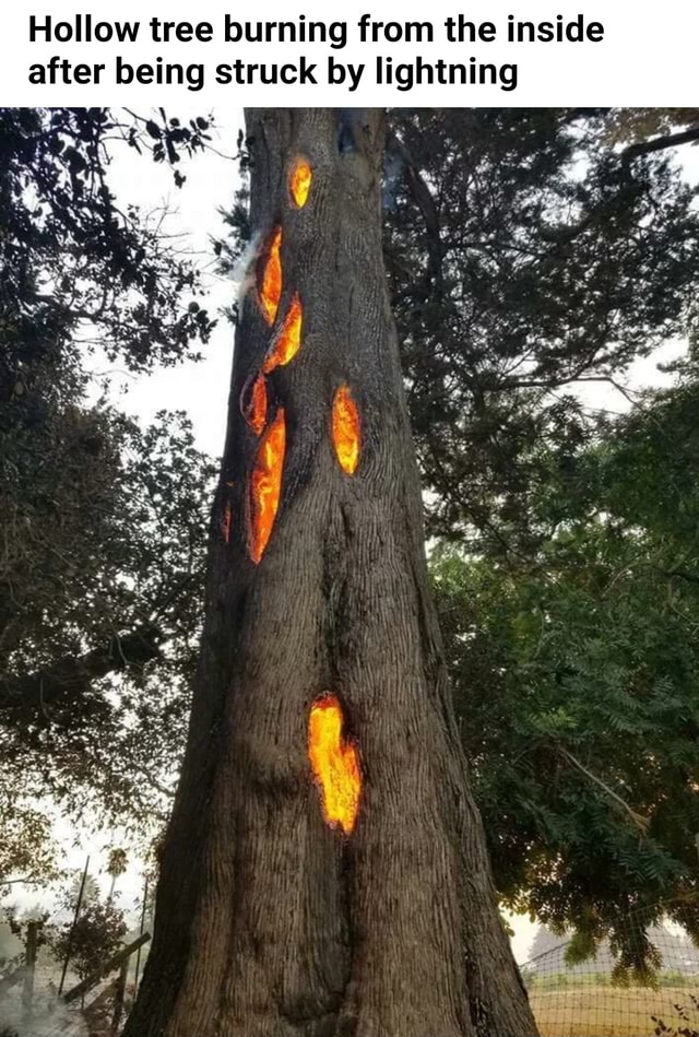 Hollow Tree Burning From The Inside After Being Struck By Lightning Ifunny 