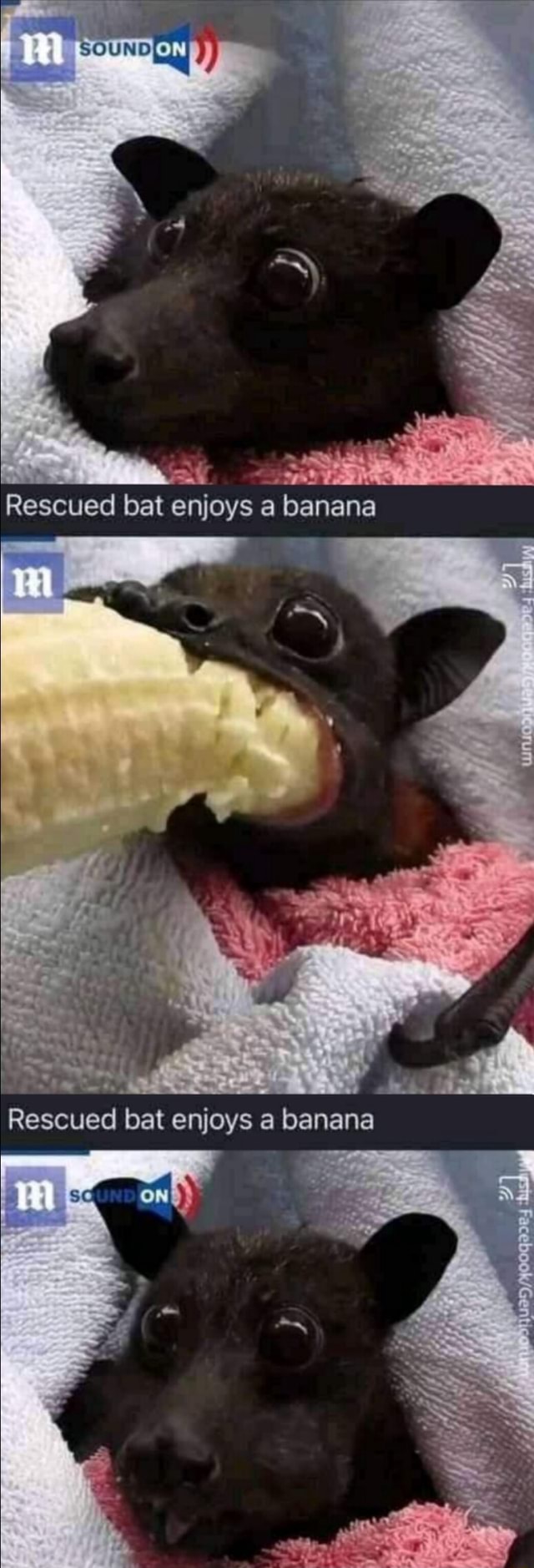 Rescued bat enjoys a banana Rescued bat enjoys a banana iFunny