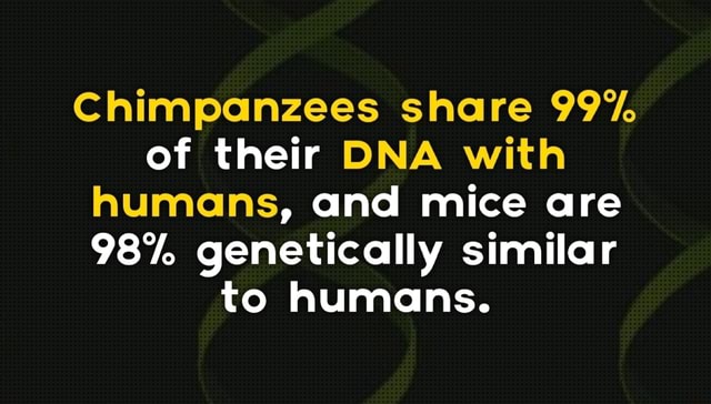 Chimpanzees share 99°/o of their DNA with humans, and mice are 98%