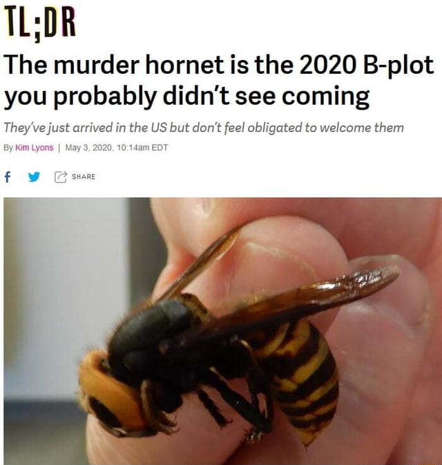 The Murder Hornet Is The 2020 B-plot You Probably Didn't See Coming ...