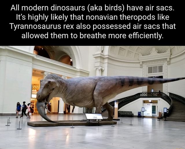 All Modern Dinosaurs (aka Birds) Have Air Sacs. It's Highly Likely That ...