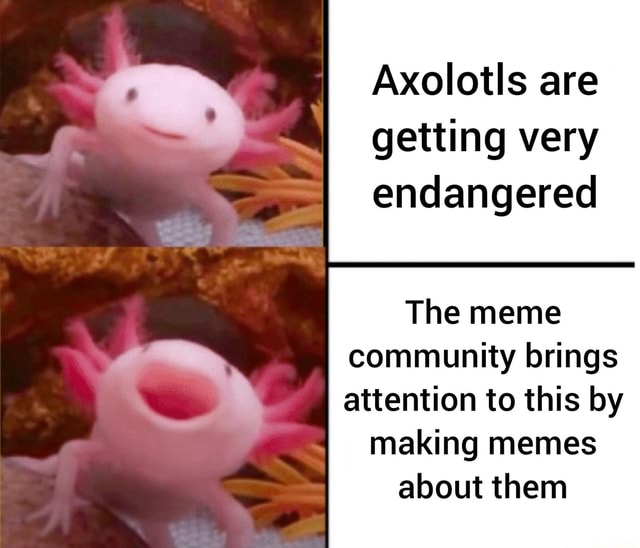 Axolotls are getting very endangered The meme community brings ...