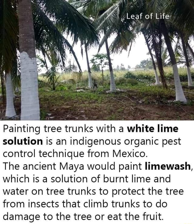 Leaf of Life Painting tree trunks with a white lime solution is an