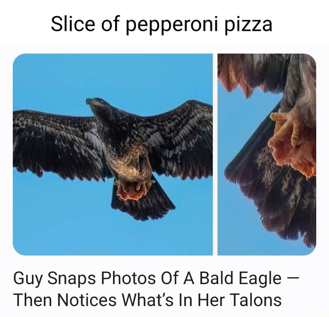 Slice of pepperoni pizza Guy Snaps Photos Of A Bald Eagle Then
