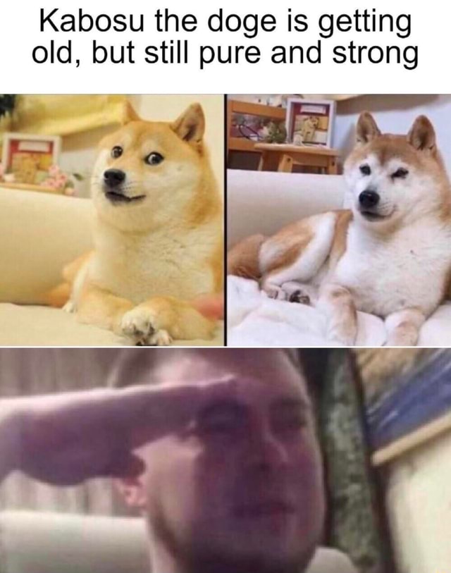 Kabosu the doge is getting old, but still pure and strong - iFunny