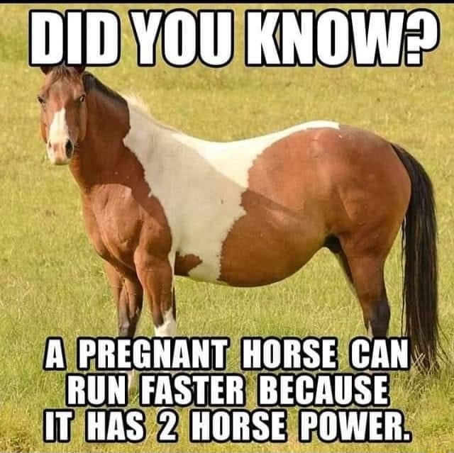 DID YOU KNOW? j - A PREGNANT HORSE CAN RUN FASTER BECAUSE IT HAS 2 ...