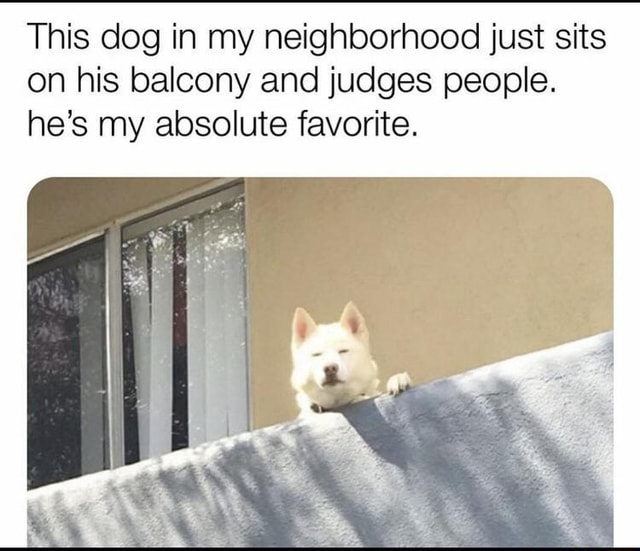 This dog in my neighborhood just sits on his balcony and judges people ...