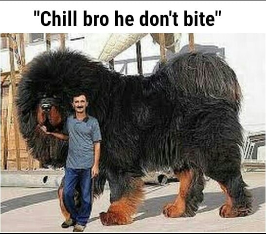 tibetan mastiff reddit